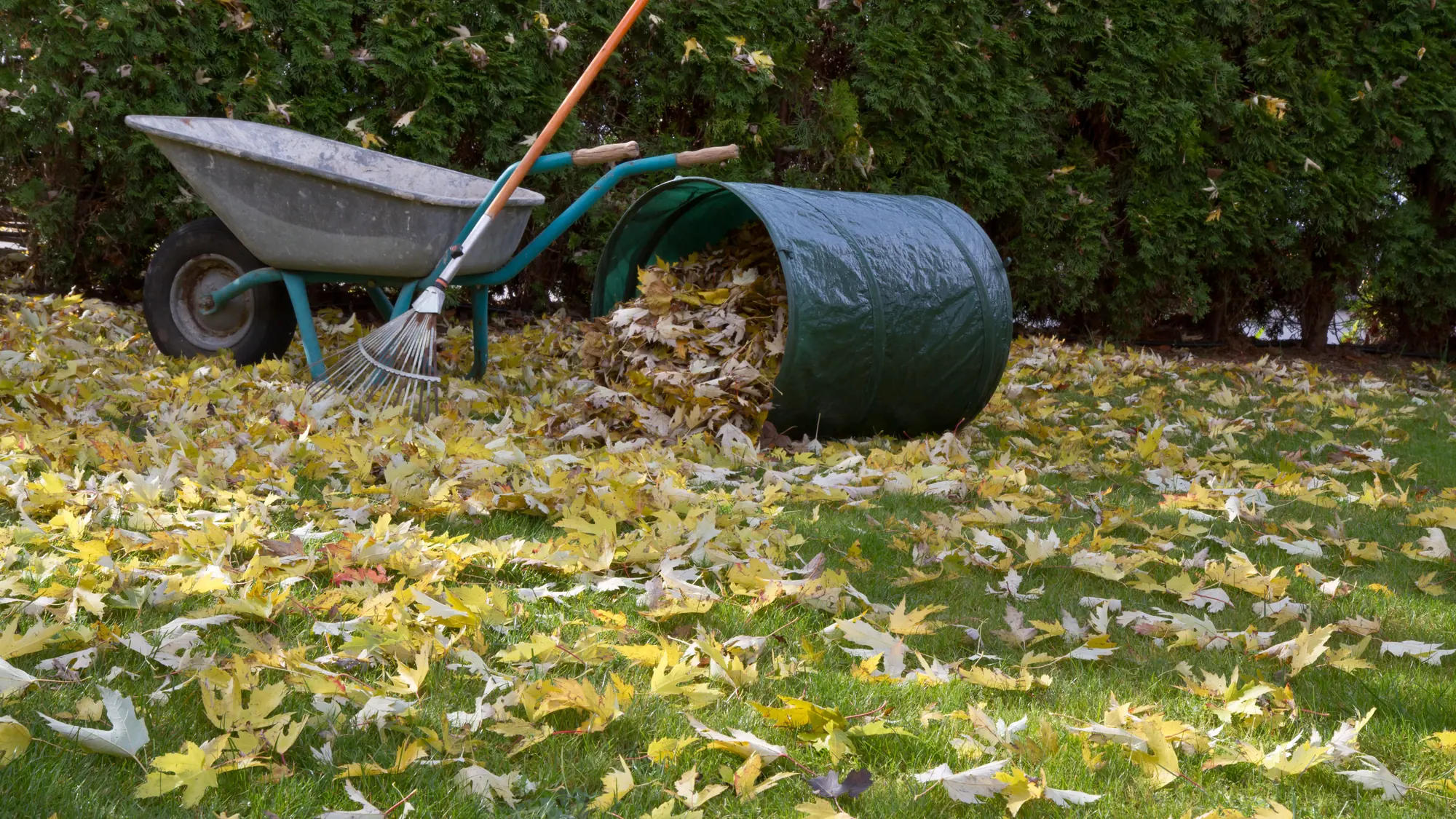 Laub wird im Garten zusammengerecht, Schubkarre im Hintergrund